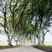 The Dark Hedges  by emma1231