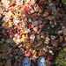 Fall hike by radiogirl
