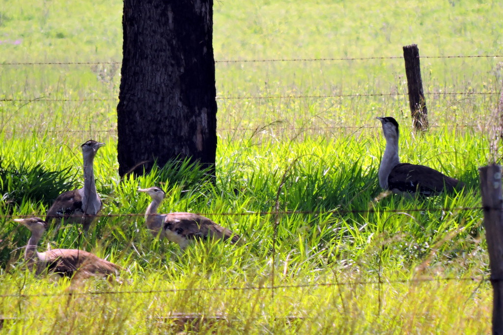 Aussie Backyard Bird Count by ubobohobo