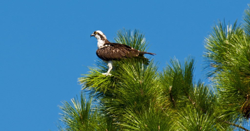 Osprey in the Pines! by rickster549