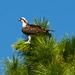 Osprey in the Pines! by rickster549