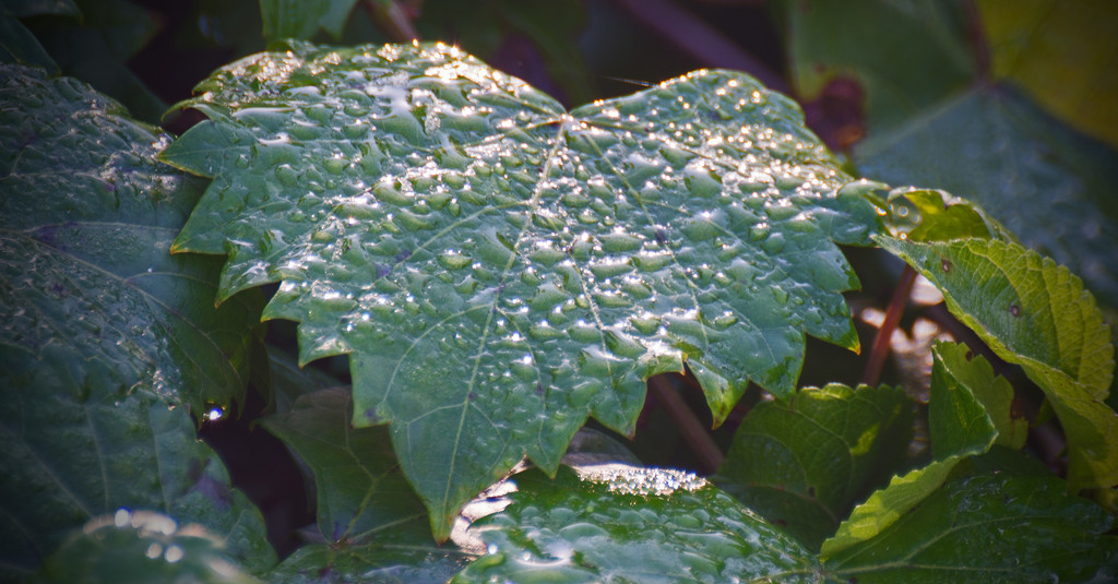 Dew Covered Leaf! by rickster549