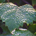 Dew Covered Leaf! by rickster549