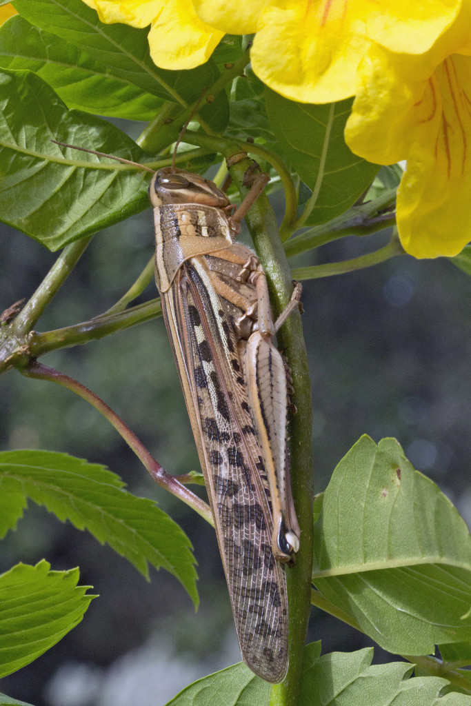 Grasshopper on Esperanza by gaylewood