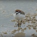 Red capped Dotterel (aka Red capped Plover) by judithdeacon