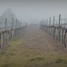  Morning mist in the vinyards by judithdeacon