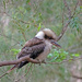  Kookaburra in the Boronup Forest by judithdeacon