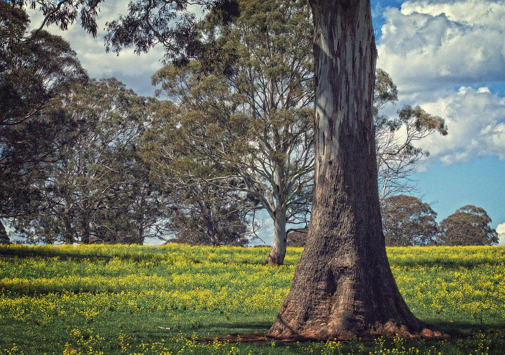 trees and canola by annied