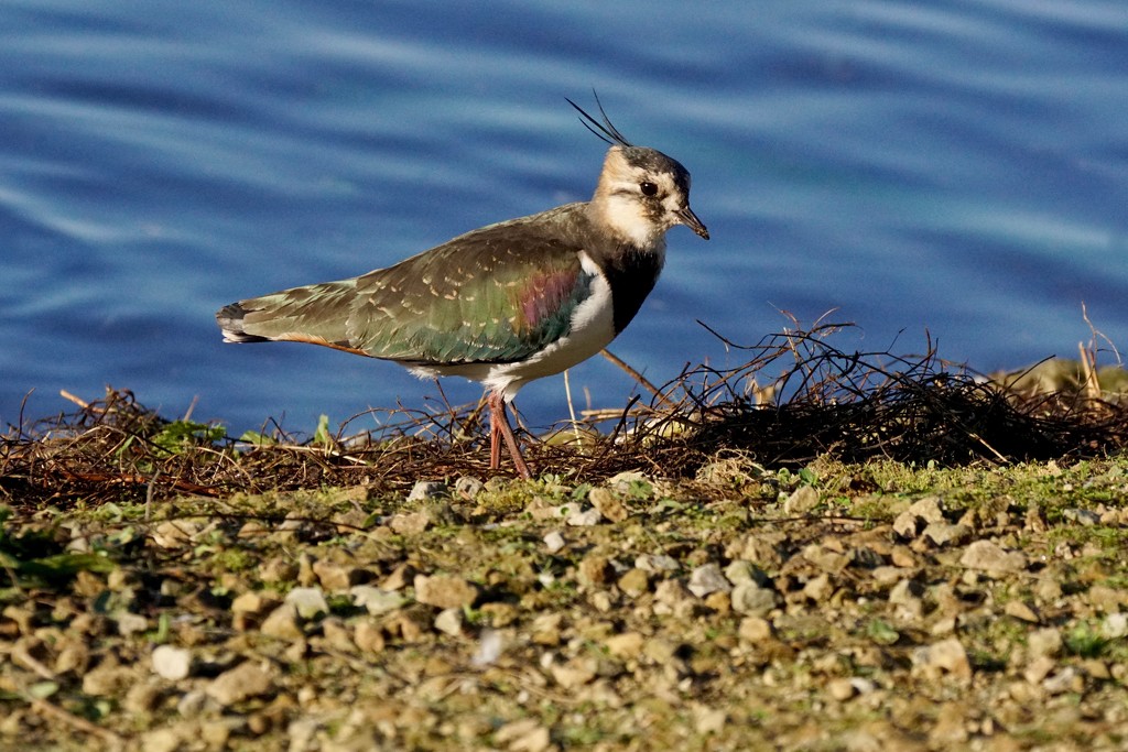 LAPWING by markp