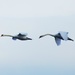 More swans by julienne1