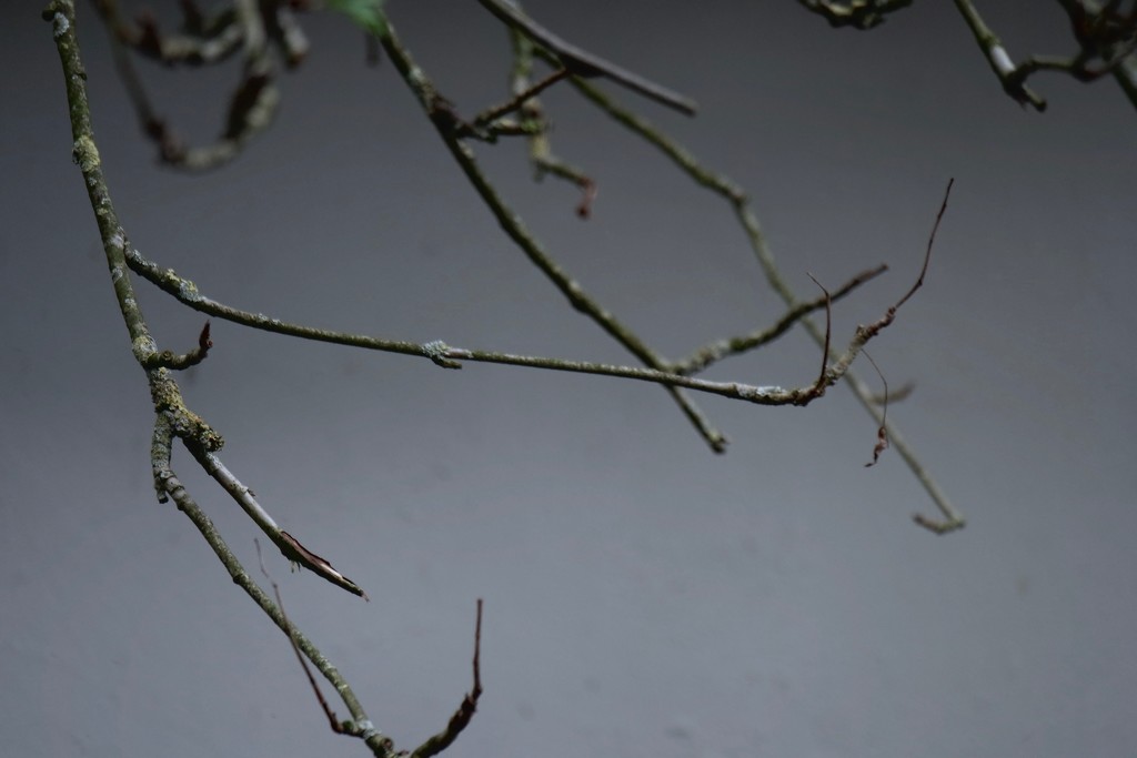 twigs by toinette
