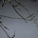 twigs by toinette