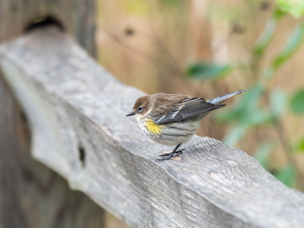 Warbler on the fence by rminer