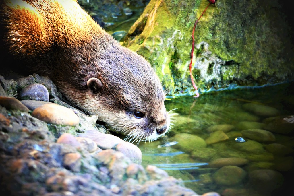 Thirsty Otter by carole_sandford