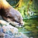 Thirsty Otter by carole_sandford