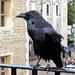 Raven  by bigmxx