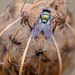 Queen's fly trap! by fayefaye