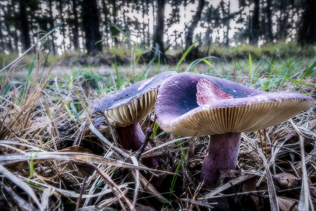 Forest 'shrooms... by vignouse