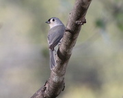 28th Oct 2017 - Tufted Titmouse
