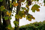 29th Oct 2017 - leaves on the tree