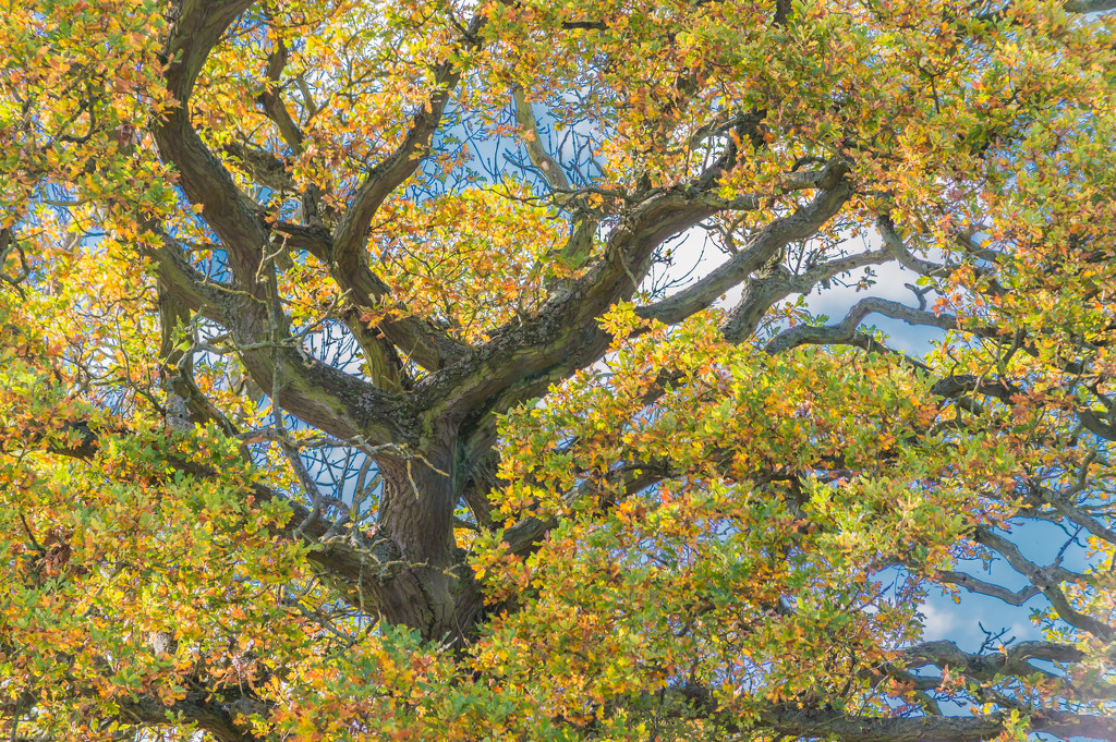 Oak Tree in Sun by jon_lip