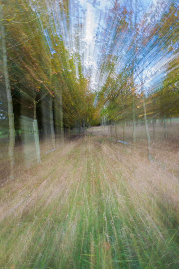 Race through trees by jon_lip