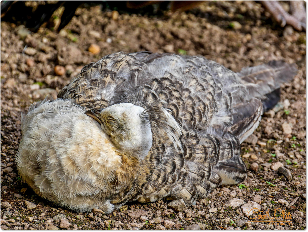Sleeping Young Peafowl by carolmw