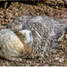Sleeping Young Peafowl by carolmw