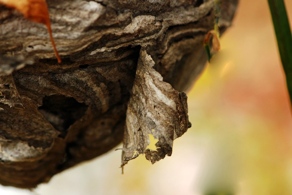Paper Wasp Nest by farmreporter