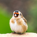 Goldfinch by peadar