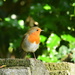 Robin on the wall..... by ziggy77