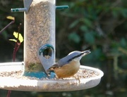 29th Oct 2017 - A cheery little nuthatch
