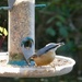 A cheery little nuthatch by orchid99
