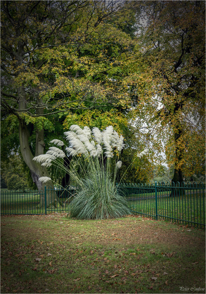 Pampas Grass by pcoulson
