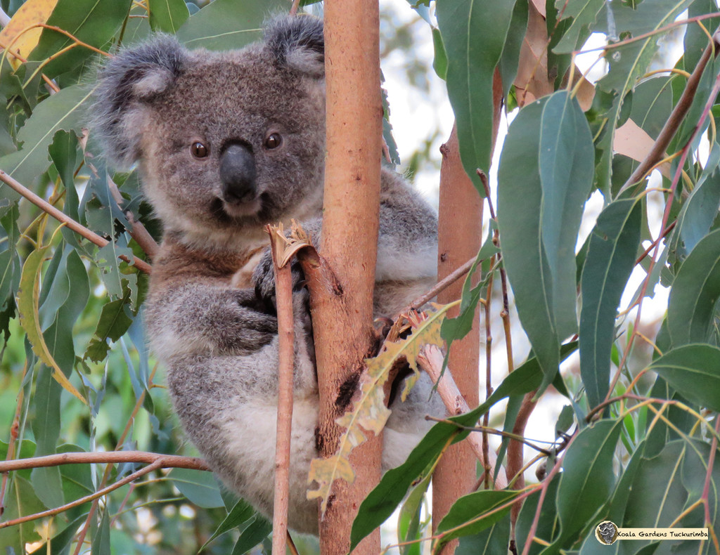 dang she sees me! by koalagardens
