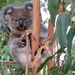 dang she sees me! by koalagardens