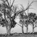 Gum Trees by nicolecampbell