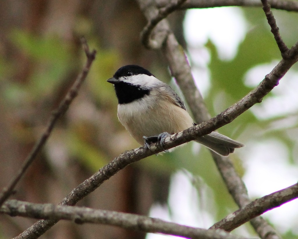 My Chickadees Are Back! by cjwhite