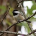 My Chickadees Are Back! by cjwhite