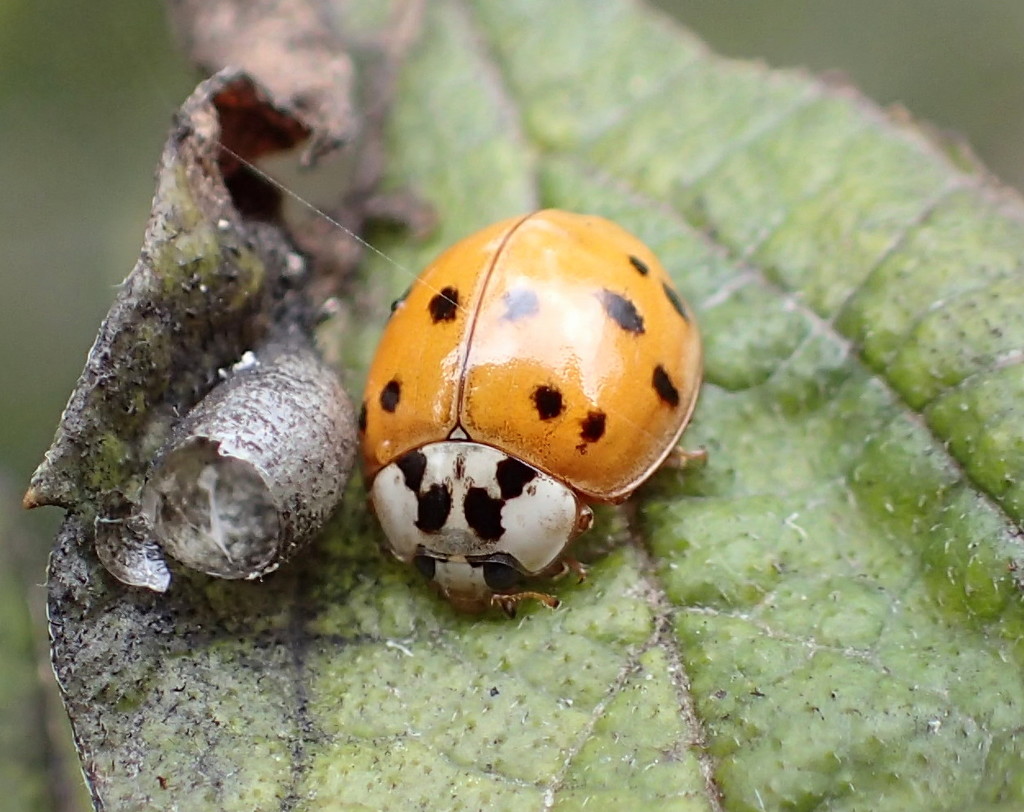 One Lonely Ladybug by cjwhite