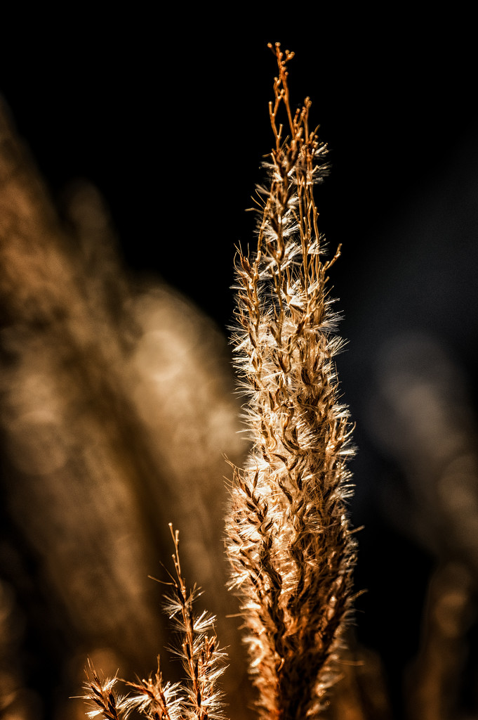 Golden grass by inthecloud5