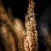 Golden grass by inthecloud5