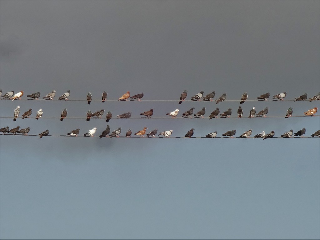 birds on a wire by dmdfday