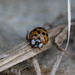 Ladybug by ingrid01