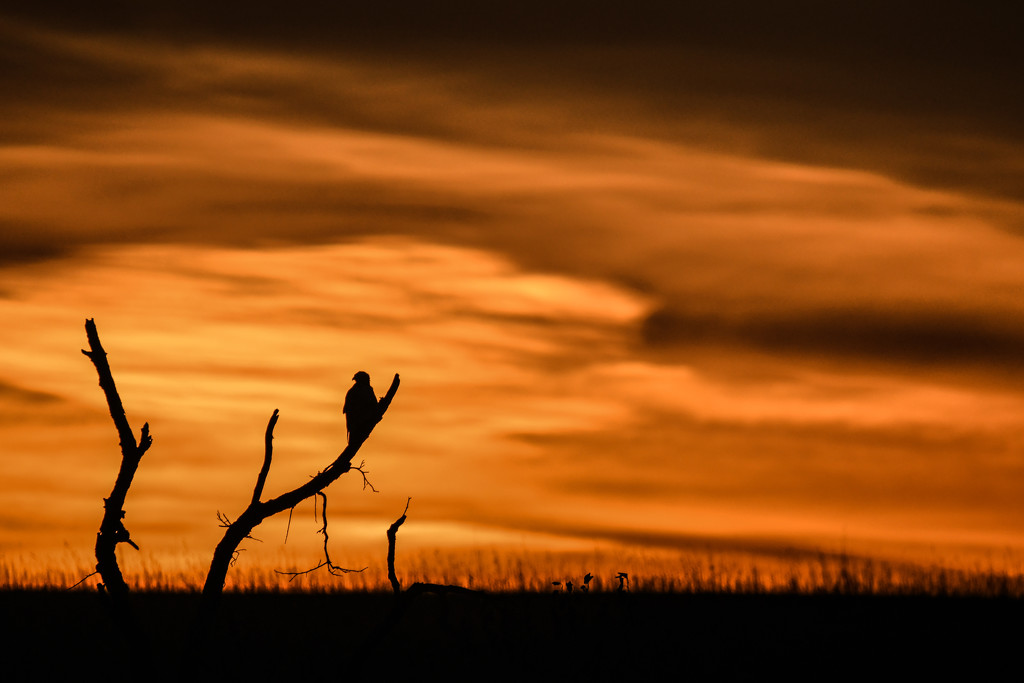 Sundown, Hawk Silhouette by kareenking