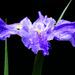 Japanese Iris by dkbarnett