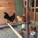 The Chickens by handmade