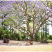 Roger park Yarraman, Queensland by kerenmcsweeney