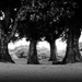 One Tree Hill by dkbarnett