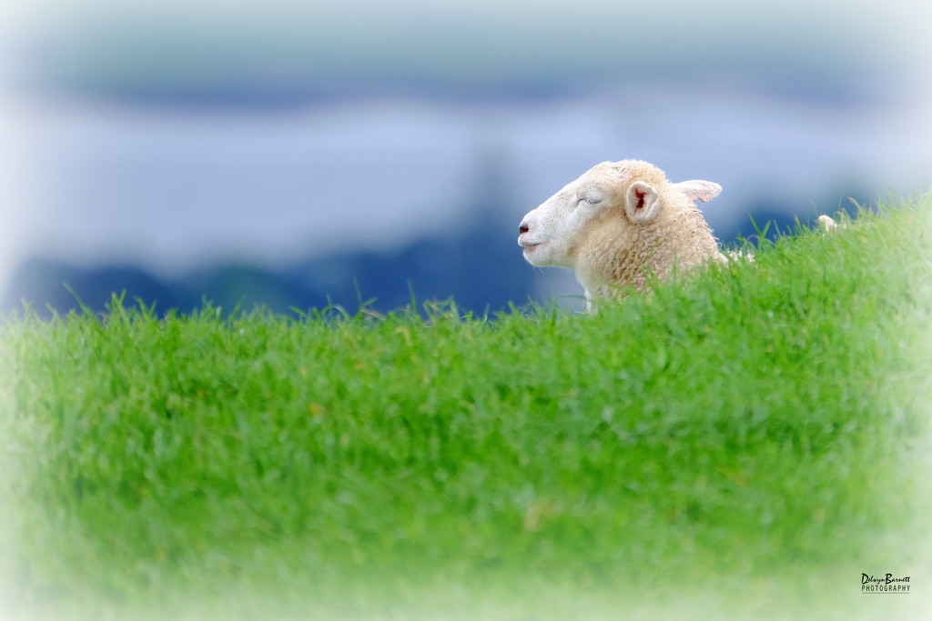 Happy Sheep by dkbarnett